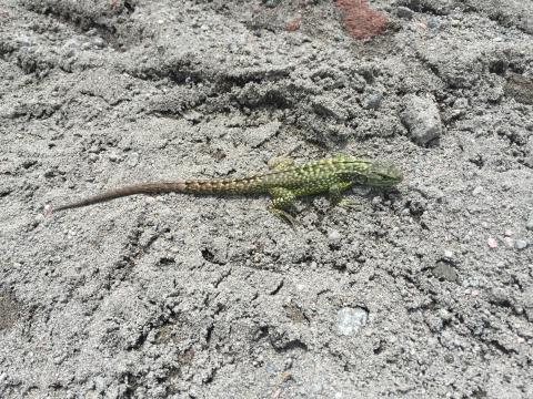 lizard